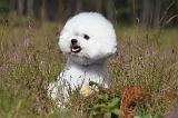 BICHON FRISE 340